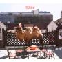 Wilco - Wilco (The Album)