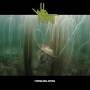 Wild Rocket - Formless Abyss