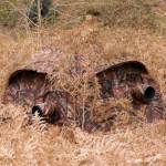 Buteo Photo Gear 1