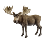Schleich - Wild Life Elch Bulle, Spielfigur