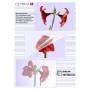 Olympia - 1x100 Olympia Laminierfolien DIN A4 125 micron 9176