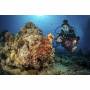 Sealife 2