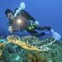 Sealife 3