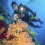Sealife 2