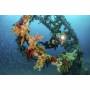 Sealife 2