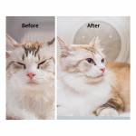Petkit 3