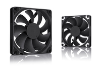 Noctua 3