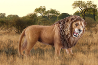 Schleich 3
