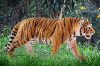 Schleich 3