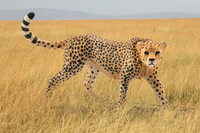 Schleich 2
