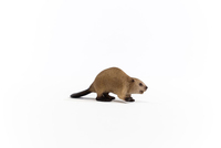 Schleich 3
