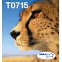Epson - T071 Easy Mail Packaging - 4er-Pack - 23.9 ml - Schwarz, Gelb, Cyan, Magenta - Original - Box - Tintenpatrone [EURO-Version]