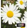 Epson - 18XL Multipack Easy Mail Packaging - 4er-Pack - 31.3 ml - XL - Schwarz, Gelb, Cyan, Magenta - Original - Blisterverpackung - Tin [EURO-Version]