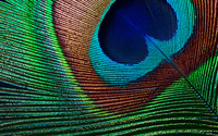 Epson 8
