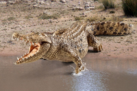 Schleich 5