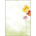 Sigel - Sigel DP123 Kunstdruckpapier (DP123)