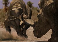 Koch Media 2